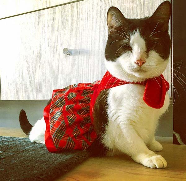 Image of Caption: Reza Farahan cat Miss Moo